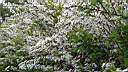 bdgrgmg09-013.jpg