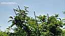 dasi5y79-004.jpg: YL r