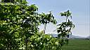 dasi5y79-006.jpg: YL r